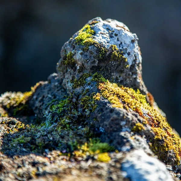Moss-covered rock texture, representing Beatroots' earthy color references